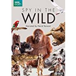 Spy in the Wild [DVD]